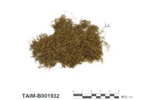 藏品(狹葉牛舌苔)的圖片